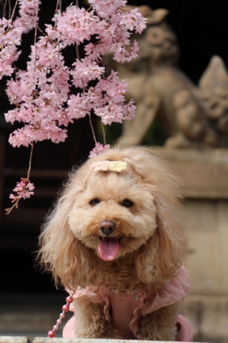 弓弦羽神社