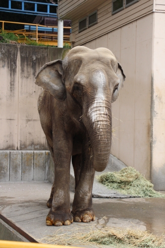 池田動物園