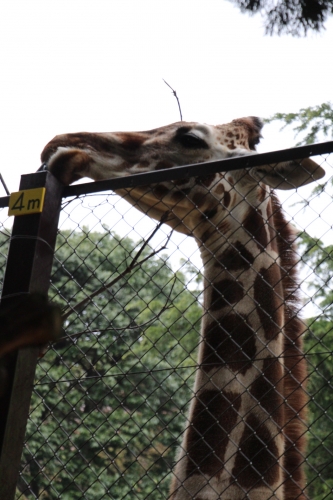 池田動物園