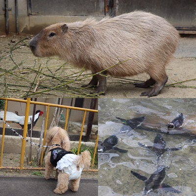 池田動物園