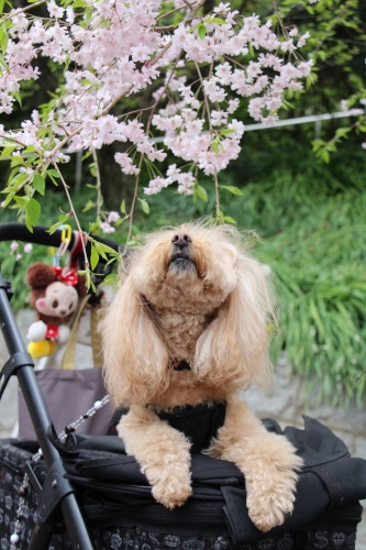 池田動物園