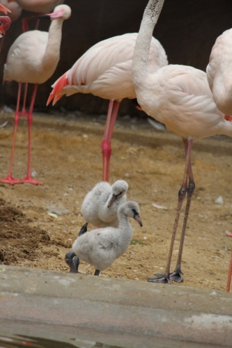 池田動物園