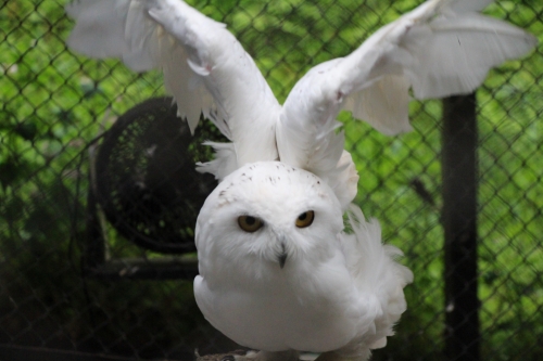 池田動物園