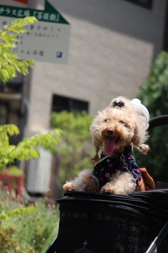 夢京橋キャッスルロード