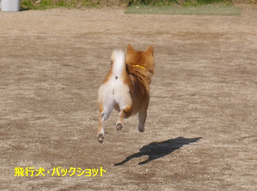 2飛行犬