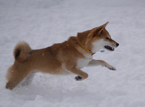 1初めての雪遊び