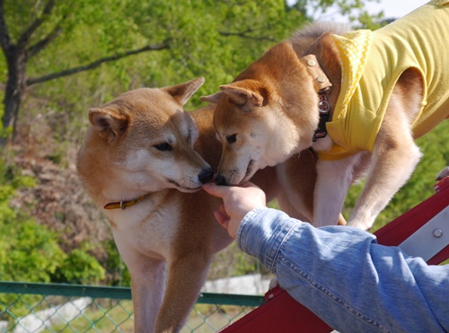 3仲良くウマウマ