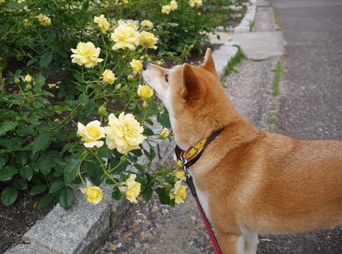 6イイ香り