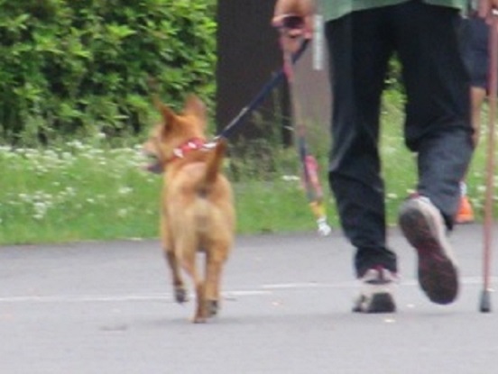 6Ｔ03Ｓ　ココちゃん7才屋久島犬母　0524