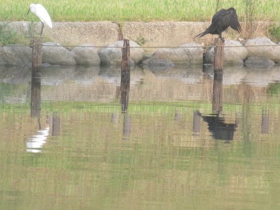 1Ｋ04　川鵜とコサギ　0804