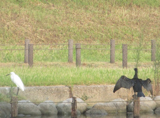 2Ｋ06　川鵜と小鷺　0804