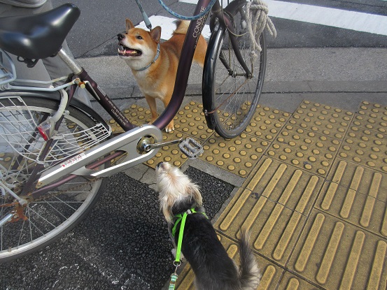 8Ｃ02　小型犬に攻撃することがある　　0919