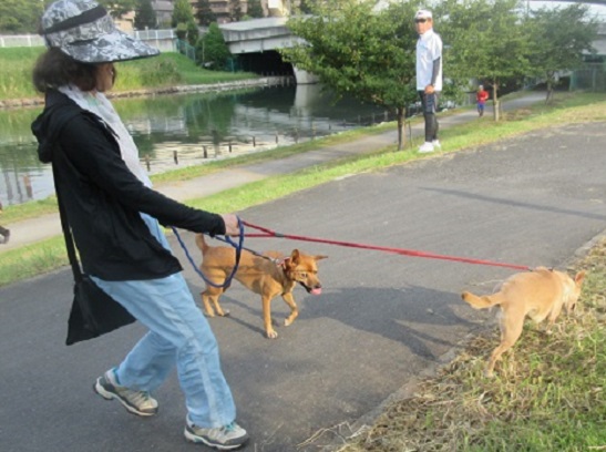 １Ｅ01Ｓ・　屋久島犬　ココ＆キキ　0915