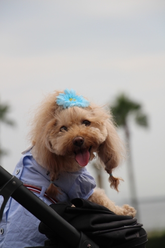 鳴尾浜臨海公園