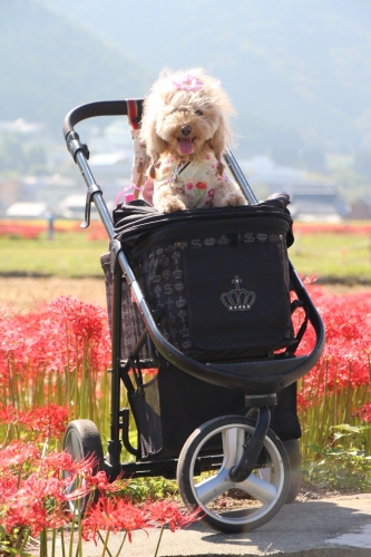 ひがん花の里