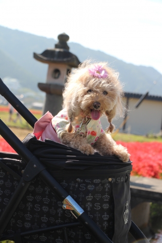 ひがん花の里