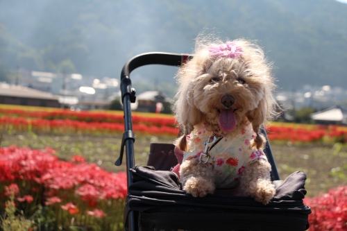 ひがん花の里