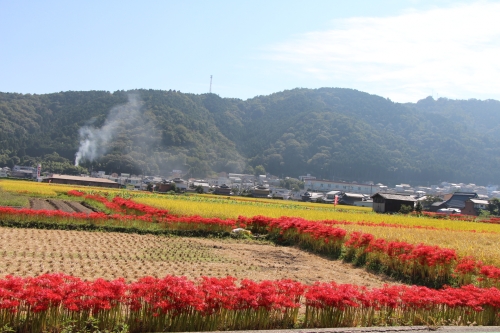 ひがん花の里