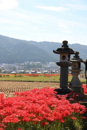 ひがん花の里