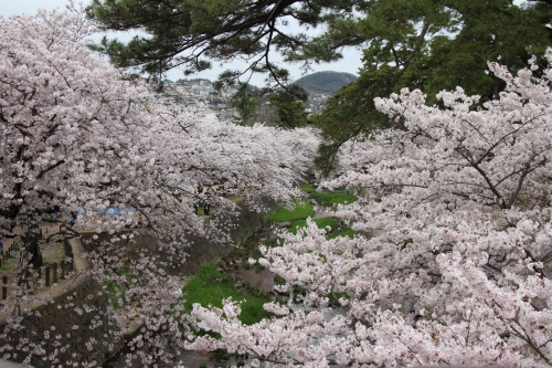 夢コスモス園