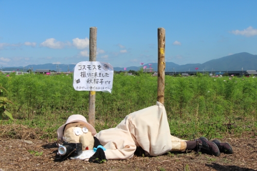 夢コスモス園