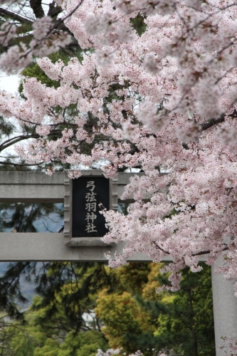 夢コスモス園