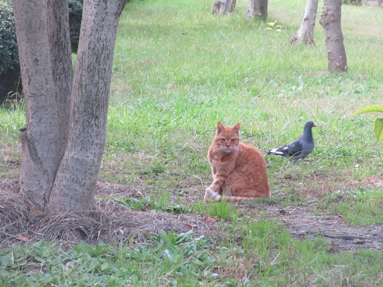 2Ｅ03　野良猫と鳩　1111