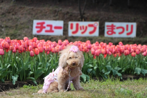 たんとうチューリップまつり