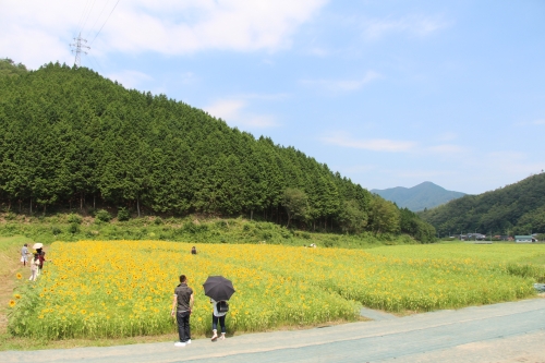 たんとうひまわりまつり