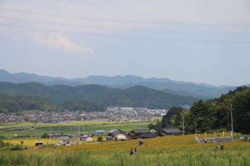 与謝野町ひまわりフェスティバル