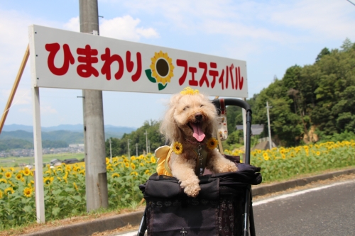 与謝野町ひまわりフェスティバル