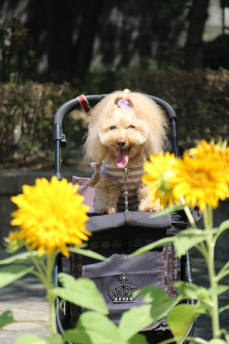 天保山公園