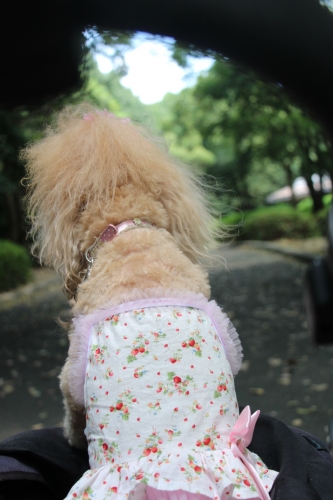 山田池公園