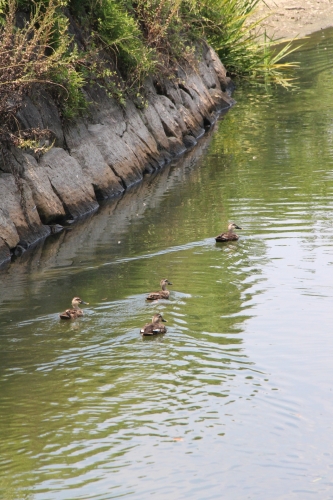 山田池公園