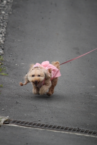 ちくさ高原ネイチャーランド