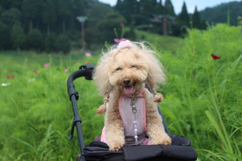 ちくさ高原ネイチャーランド