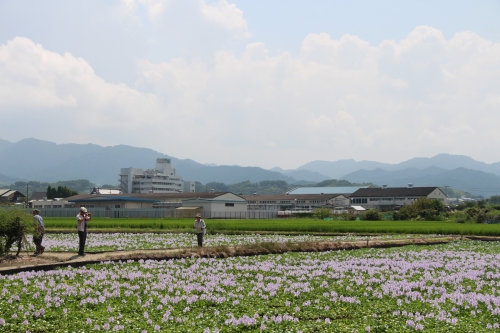 本薬師寺跡ホテイアオイ