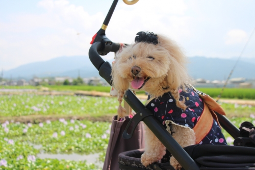 本薬師寺跡ホテイアオイ