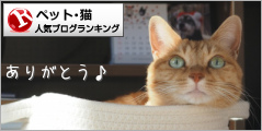 猫ランキング