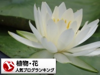 植物・花ランキング