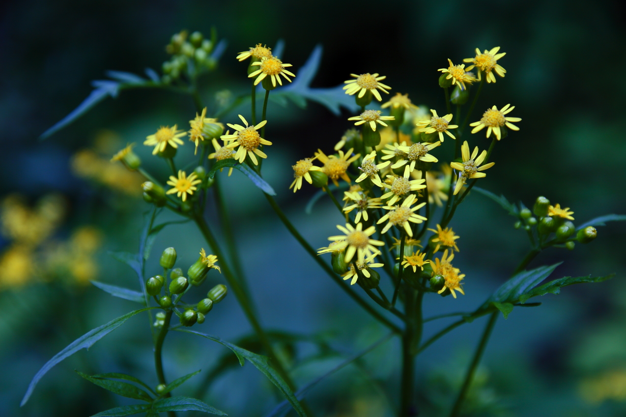 サワギク「沢菊」