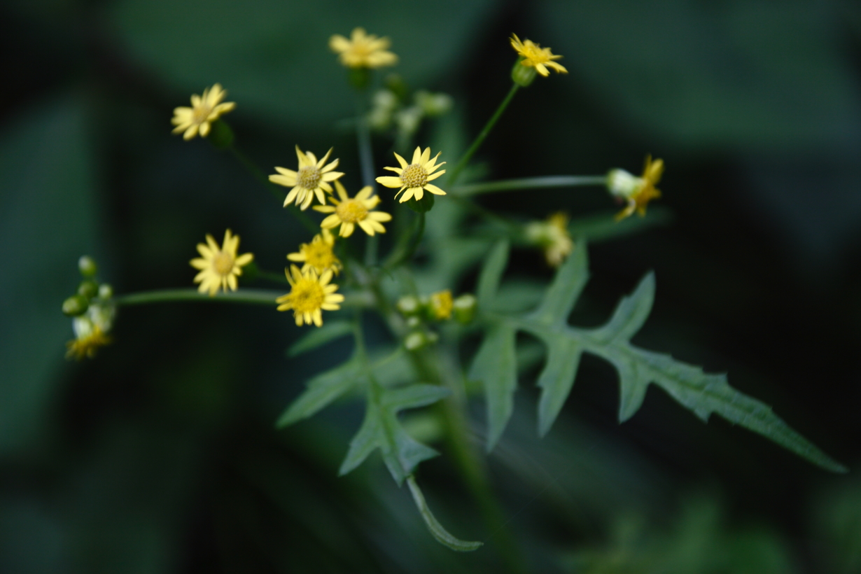 サワギク「沢菊」