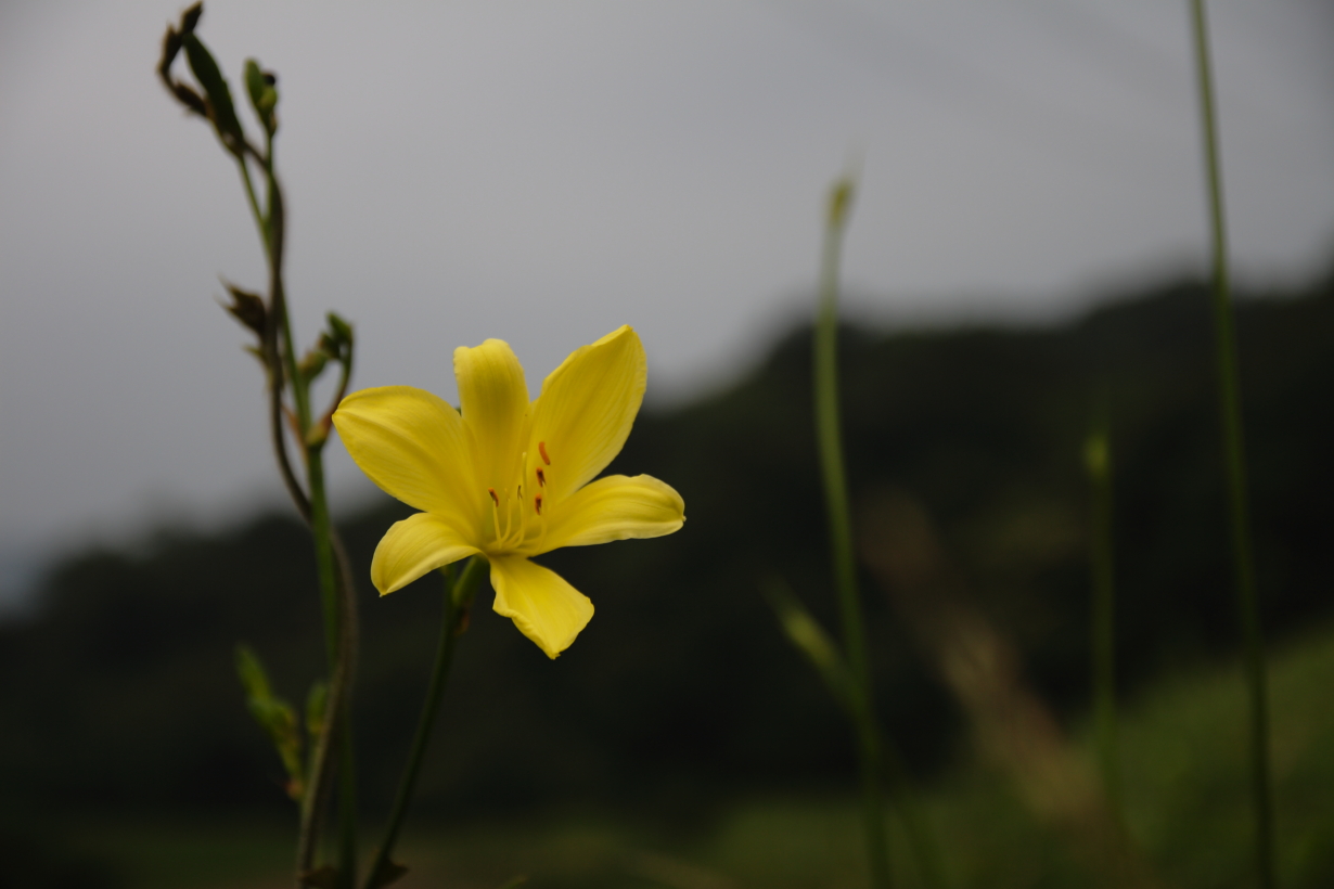 ユウスゲ「夕菅」