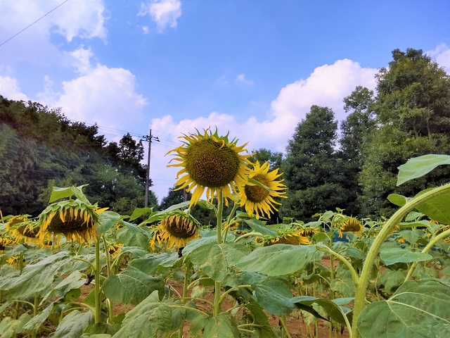 (仮称)佐倉西部自然公園　ひまわり畑　第2会場