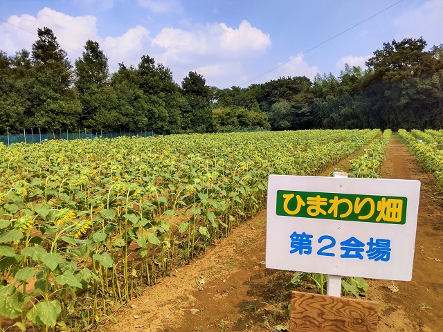 (仮称)佐倉西部自然公園　ひまわり畑　第2会場