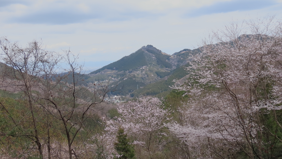 子王山とさくら花