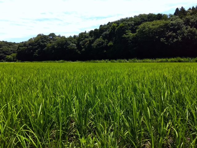 佐倉　谷津　田んぼ