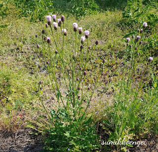 キツネアザミの花