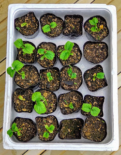 Photo of bitter gourd seedling