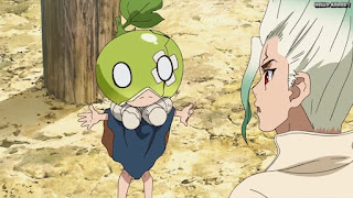 ドクターストーンアニメ 1期13話 スイカ Dr. STONE Episode 13